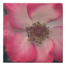 Pink Rose Faux Wrapped Canvas Print