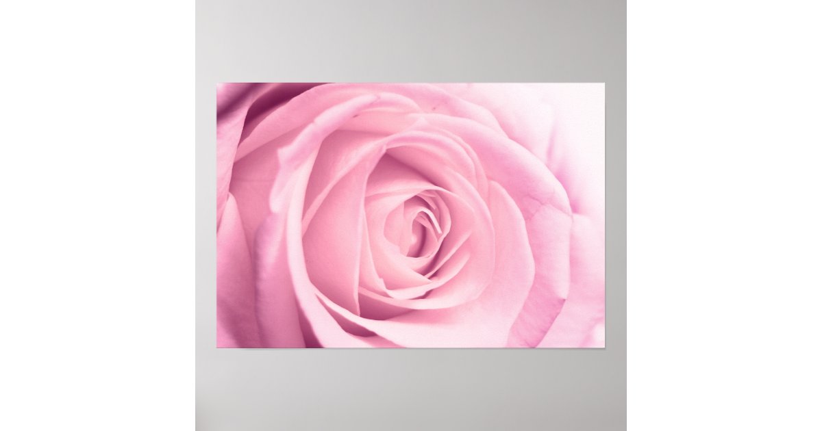 Pink Rose Floral Poster Zazzle