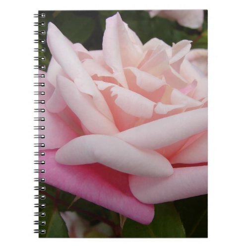 Pink Rose Flower Beautful Garden Floral Garden Notebook