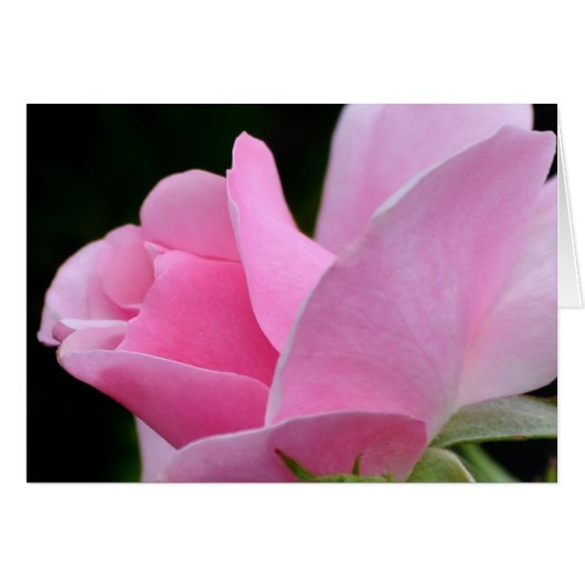 Pink Rose Flower Cards (Front Horizontal)