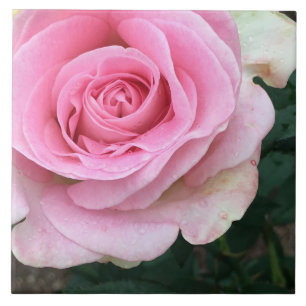 Pink Rose Flower Ceramic Tile