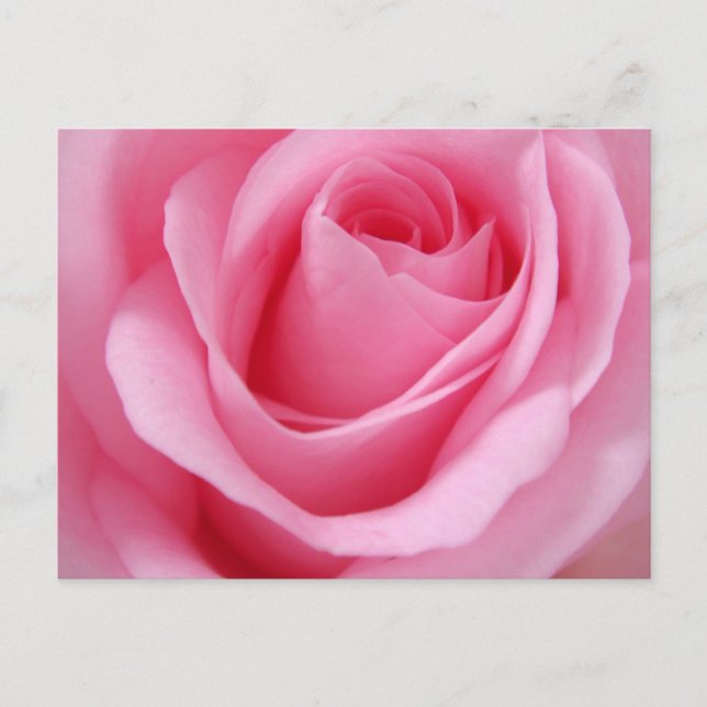 Pink rose flower close up picture postcard (Front)