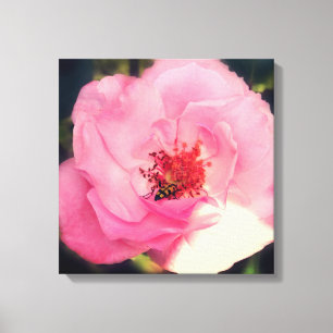 Pink Rose Flower Photo  Wrapped Canvas Print