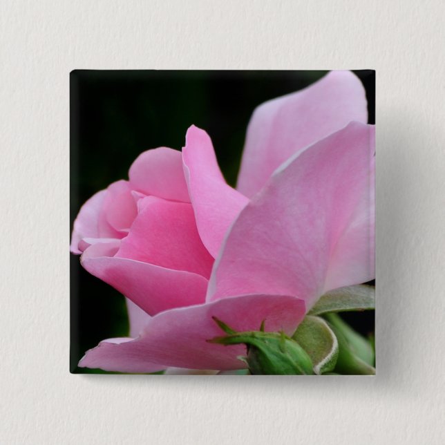 Pink Rose Flower Pinback Button (Front)