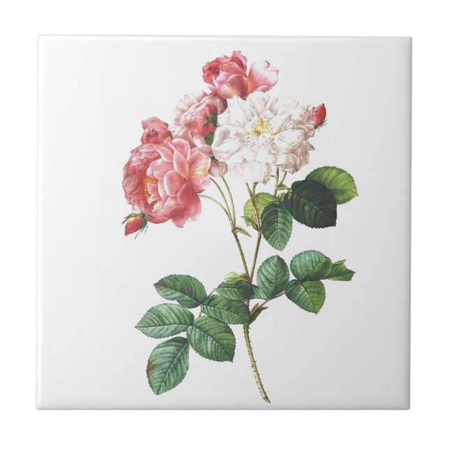 Pink Rose Flower Vintage Botanical Print Ceramic Tile (Front)