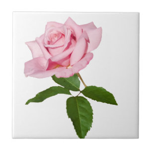 Pink Rose Flower with Dew Drops Customizable Tile