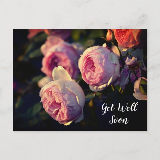 Pink Rose Flowers From the Garden Get Well Soon Postcard (Front)