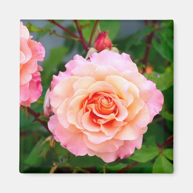 Pink rose flowers in a garden postcard magnet (Front)