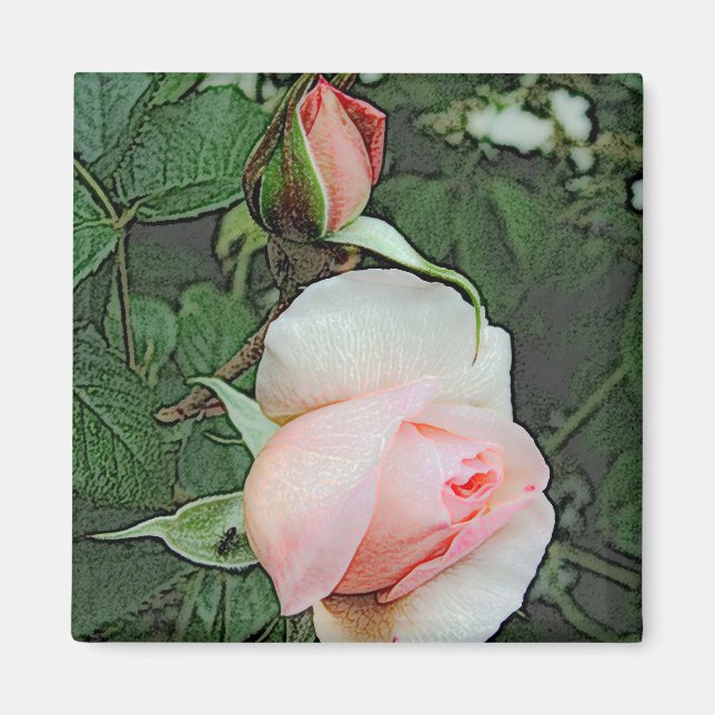 pink rose flowers magnet (Front)