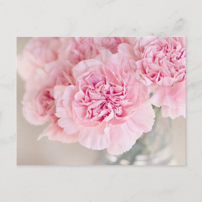 Pink Rose Flowers Postcard (Front)