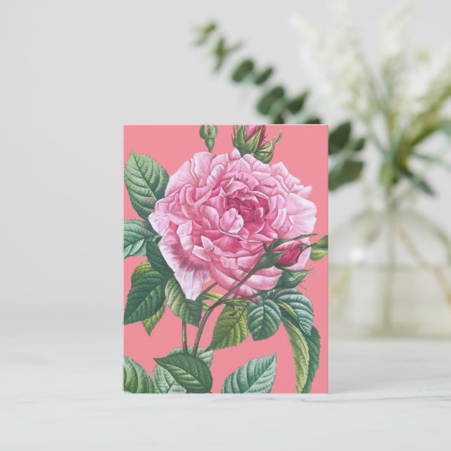 Pink Rose Flowers with Green Leaves Postcard (Standing Front)