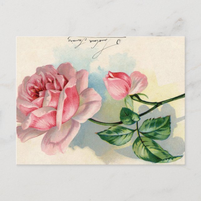 Pink Rose French Script Vintage Valentine Postcard (Front)