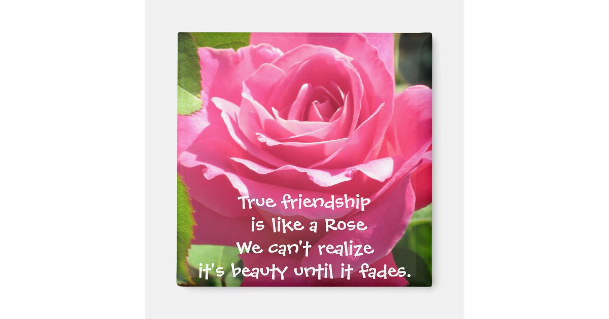 Pink Rose Friendship Magnet | Zazzle