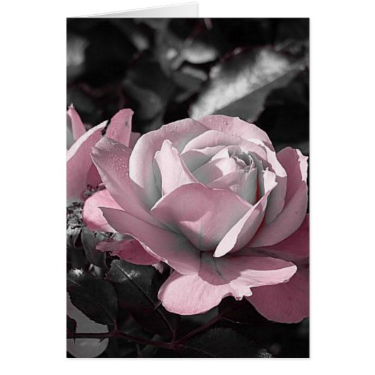 Pink Rose Garden Cards (Front)
