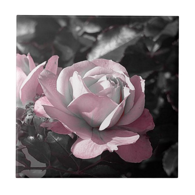 Pink Rose Garden Ceramic Tile (Front)