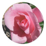 Pink Rose Garden Floral Classic Round Sticker