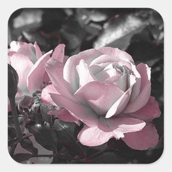 Pink Rose Garden Square Sticker by Recipecard at Zazzle