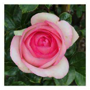 Pink Rose Glossy Poster