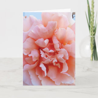 Pink Rose Greeting Card