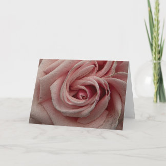 Pink Rose Greeting Card