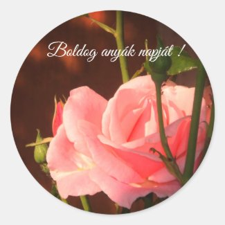 Pink rose Hungarian Mother's  Day 