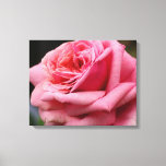 Pink Rose I Pretty Floral Photography Canvas Print