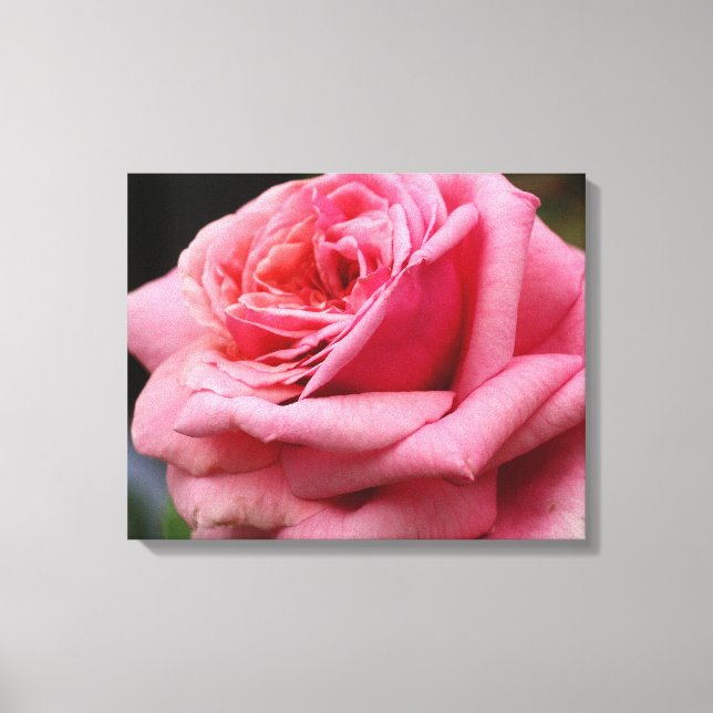 Pink Rose I Pretty Floral Photography Canvas Print (Front)