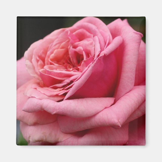 Pink Rose I Pretty Floral Photography Magnet (Front)