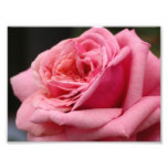 Pink Rose I Pretty Floral Photography Photo Print