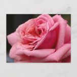 Pink Rose I Pretty Floral Photography Postcard