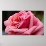 Pink Rose I Pretty Floral Photography Poster