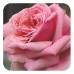 Pink Rose I Pretty Floral Photography Square Sticker