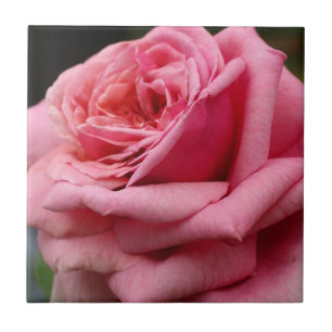 Pink Rose I Pretty Floral Photography Tile