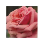 Pink Rose I Pretty Floral Photography Wood Wall Art