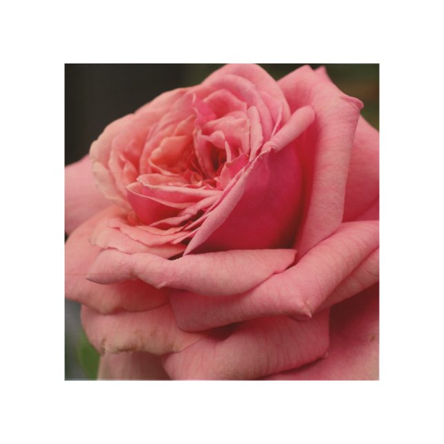 Pink Rose I Pretty Floral Photography Wood Wall Art (Front)