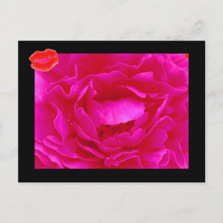 Pink Rose II Postcard