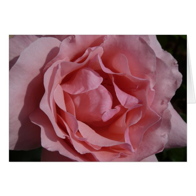 Pink Rose II Pretty Floral Cards (Front Horizontal)