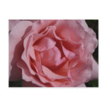 Pink Rose II Pretty Floral Postcard