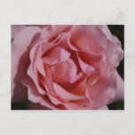 Pink Rose II Pretty Floral Postcard