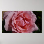 Pink Rose II Pretty Floral Poster