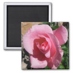 Pink Rose III Garden Floral Magnet