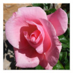 Pink Rose III Garden Floral Photo Print