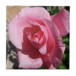 Pink Rose III Garden Floral Tile