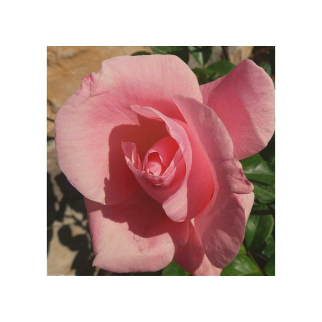 Pink Rose III Garden Floral Wood Wall Art (Front)