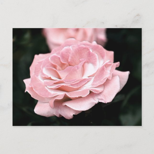 Pink Rose in Full Bloom Postcard (Front)