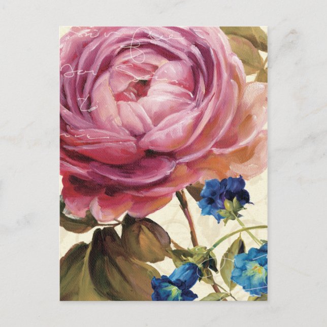 Pink Rose in Full Bloom Postcard (Front)