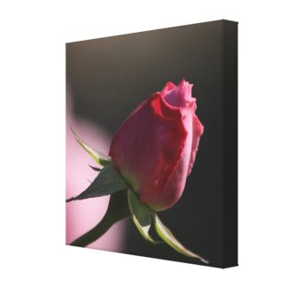 Pink Rose in Sunlight: Closeup Macro View wrappedcanvas