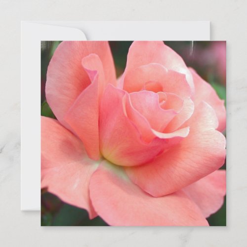 Pink Rose Invitations