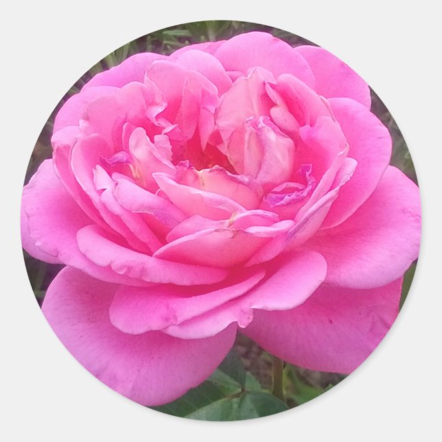 Pink Rose 'Leonardo Da Vinci'   Classic Round Sticker (Front)