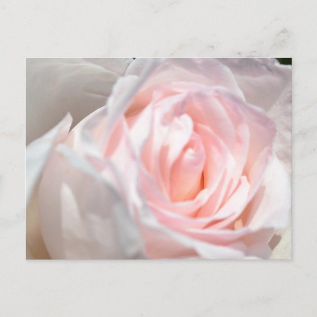 Pink Rose Macro Postcard (Front)